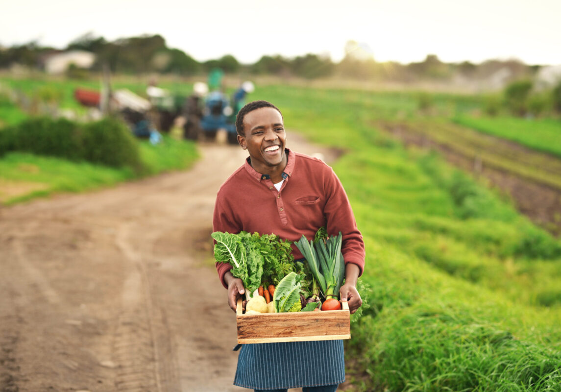 Agriculture, vegetables and box with black man on farm for sustainability, environment and food supplier. Growth, plants and eco friendly with person in countryside for permaculture and soil health.