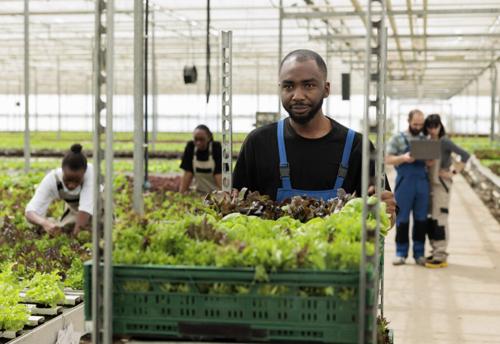 Busy group of farm workers cultivating healthy nutritious organic bio vegetables in sustainable pesticide free greenhouse. Farmer pushing cart full of locally certified eco friendly leafy greens