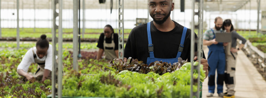 Busy group of farm workers cultivating healthy nutritious organic bio vegetables in sustainable pesticide free greenhouse. Farmer pushing cart full of locally certified eco friendly leafy greens